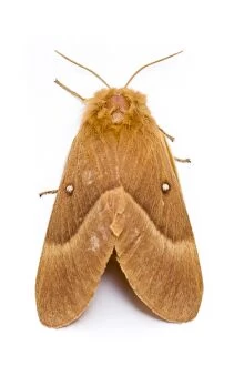 Oak Eggar Moth - portrait on white background