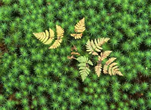From Above Prints: Oak Fern colourful turned oak fern growing amidst Common Hair Cap Moss in autumn Bavaria