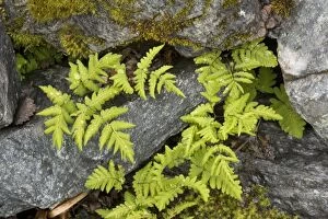 Images Dated 16th July 2006: Oak fern (Gymnocarpium dryopteris (= Thelypteris dryopteris) in rock crevices. Scotland