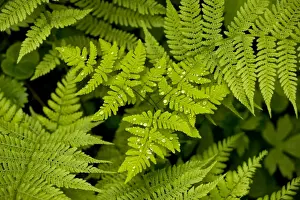 Shade Prints: Oak Fern - in shady woodland