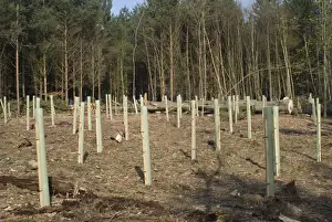 Planting Prints: Oak and Hornbeam Tree Seedlings - In tree shelters - After clear felling Conifers - Sussex UK