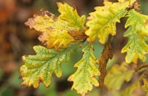 Leaves Collection: Oak - leaves changing colour