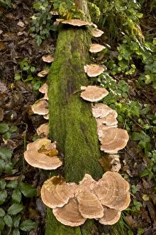 Images Dated 4th November 2012: Oak Mazegill fungi