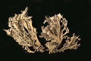 Oak moss - used in perfumery