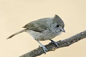 Titmouse Prints: Oak Titmouse