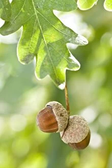 Images Dated 28th August 2014: Oak Tree acorns