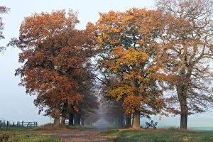 Oak Tree - allee in autumn colour