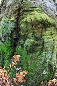 Oak Tree - ancient stem - Sababurg Ancient Forest