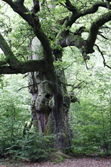 Oak Tree - ancient tree in summer Oak Tree - ancient tree in summer