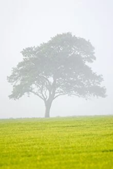 Images Dated 2nd June 2007: Oak Tree in approaching mist Norfolk UK
