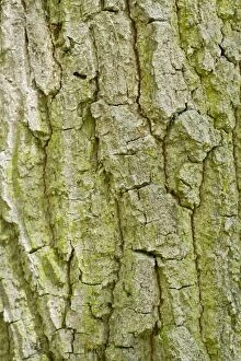 Images Dated 28th August 2014: Oak Tree bark detail