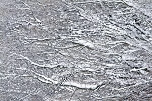 Images Dated 11th January 2010: Oak Tree Branches - covered in snow - Lower Saxony - Germany