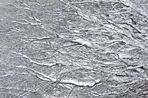 Oak Tree Branches - covered in snow - Lower Saxony - Germany