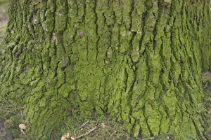 Images Dated 18th March 2005: OAK Tree - close-up of bark