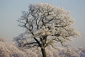 Frost Prints: Oak Tree - covered in hoarfrost - Warwickshire - England