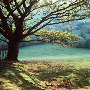 Oak TREE - Early Autumn