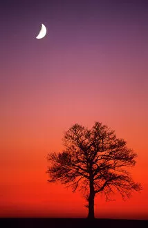 Landscapes Collection: Oak Tree - & half moon in winter dusk