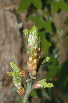 Oak Tree LB 8656 Newly bursting buds & flowers Quercus robur © Ian Beames / ARDEA LONDON