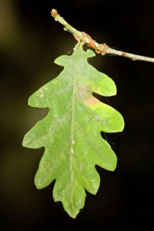 Images Dated 28th August 2014: Oak Tree leaf detail