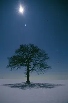 Oak Tree - night landscape in winter with moonlight