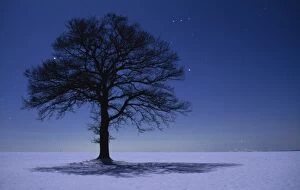 Images Dated 7th July 2009: Oak Tree - night landscape in winter with stars