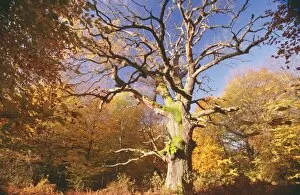 Oak Tree - Very old Oak in autumn wood