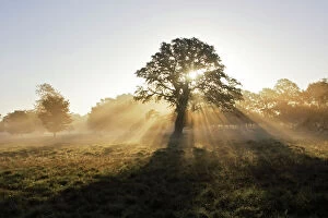 Oak Tree - rays of sunshine