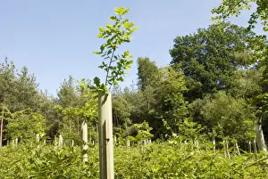 Sprouting Prints: Oak Tree - well sprouted young oaks above protective shelters two years after planting as whips