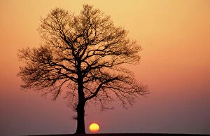 Sunrise Collection: Oak Tree - standing on field, winter sunset