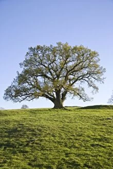 Images Dated 18th April 2007: Oak Tree - On upland pasture