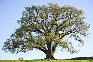 Trees Collection: Oak Tree On upland pasture Derbyshire UK