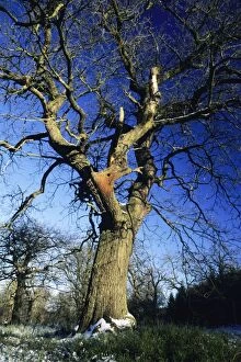 Oak Tree - in winter, with woodpecker nesting hole