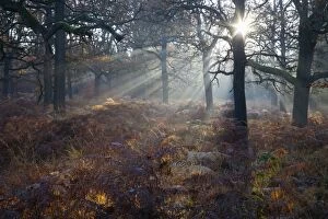 Bracken Gallery: Oak Tree - woodland with bracken - early morning