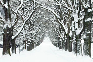 Oak Trees - avenue in winter snow