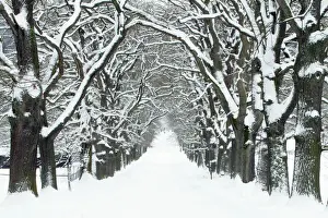 Track Prints: Oak Trees - avenue in winter snow - Sababurg - North Hessen - Germany