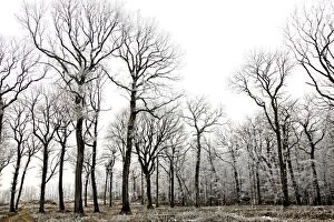 Oak Trees - covered in frost