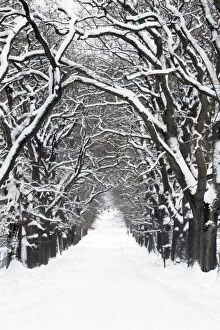 Images Dated 1st February 2010: Oak Trees - pathway covered in snow