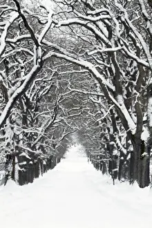 Lane Prints: Oak Trees - pathway covered in snow - Hessen - Germany