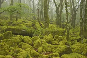 Oak Woodland and Moss Covered Boulders Barrator Resevoir, Dartmoor National Park, Devon, UK LA000339