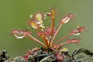Images Dated 3rd August 2008: Oblong Leaved Sundew