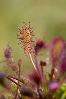 Insectivores Gallery: Oblong Leaved Sundew