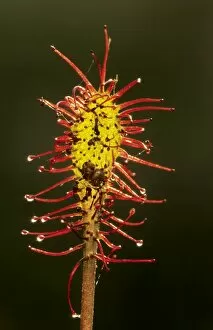 Images Dated 1st July 2008: Oblong-leaved Sundew