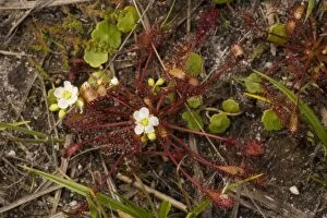 Insectivores Gallery: Oblong-leaved sundew (or intermediate sundew)