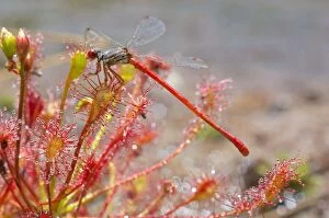 Images Dated 23rd August 2013: Oblong / Spoonleaf Sundews capture a male Small