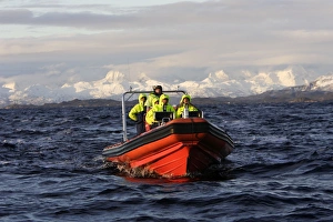 Images Dated 16th November 2006: Observation boat looking for Killer Whales (Orcinus orca) - Tysfjord - Lofoten Isles - Norway