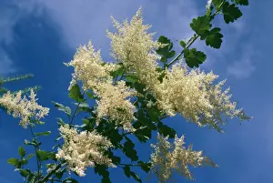 Ocean Spray Holodiscus discolor © Sid Roberts / ARDEA LONDON