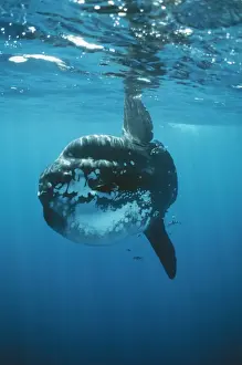 Ocean Sunfish DSE 34 Mola mola © Douglas David Seifert / ardea. com