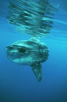 Unusual Collection: Ocean Sunfish DSE 36 North Atlantic Ocean Mola mola © Douglas David Seifert / ardea.com