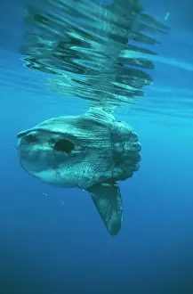 Size Prints: Ocean Sunfish DSE 36 North Atlantic Ocean Mola mola © Douglas David Seifert / ardea