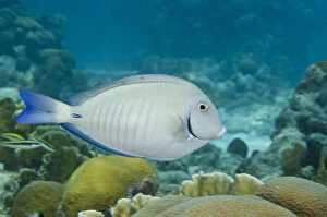 Ocean Surgeonfish (Acanthurus bahianus)